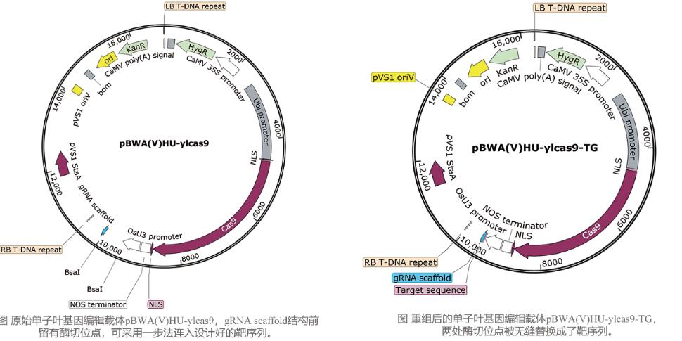 CRISPR/Cas基因编辑载体