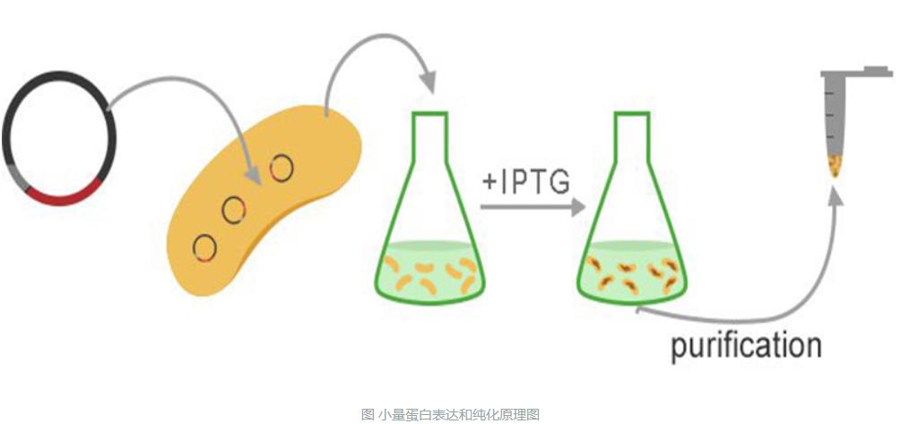 小量蛋白表达和纯化